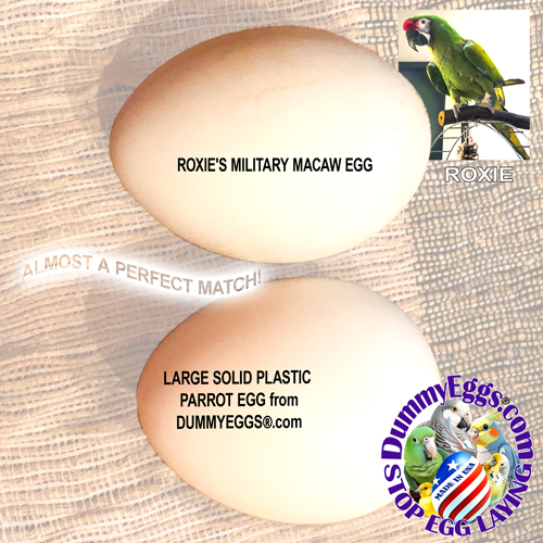 Two eggs are displayed with the text overlay. The top egg is labeled Roxie&rsquo;s Military Macaw Egg. Below is a slightly larger egg labeled Large Solid Plastic Parrot Egg from DummyEggs.com. A small image of a green Military Macaw labeled Roxie is in the top right corner. The DummyEggs.com logo with STOP EGG LAYING is at the bottom right.