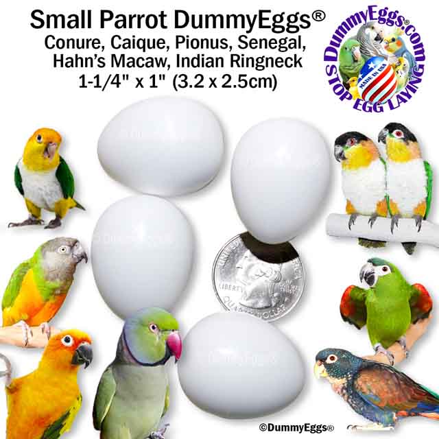 Image shows 4 white small parrot dummy eggs. A Sun Conure, Caique, Pionus, Senegal, Hahn&rsquo;s Macaw, & Indian Ringneckare shown. 1-1/4 x 1 inch (3.2 x 2.5cm) are given as dimensions with a US quarter shown for size comparison.