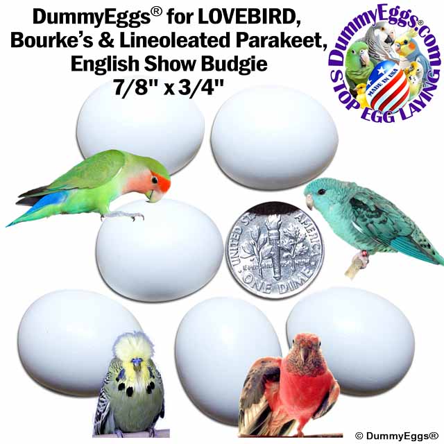 A promotional image for DummyEggs showcases six white eggs with a U.S. dime for scale, labeled as 7/8 x 3/4. Featured birds include a lovebird, Bourke&rsquo;s parakeet, lineolated parakeet, and an English show budgie. The DummyEggs logo and text are prominently displayed.