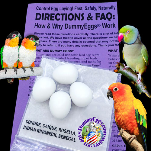 Sun Conure, Caique, Pionus, Senegal, Hahn&rsquo;s Macaw, & Indian Ringneck parrots are shown with a package of 4 dummy eggs and an accompanying faq guide and company logo.