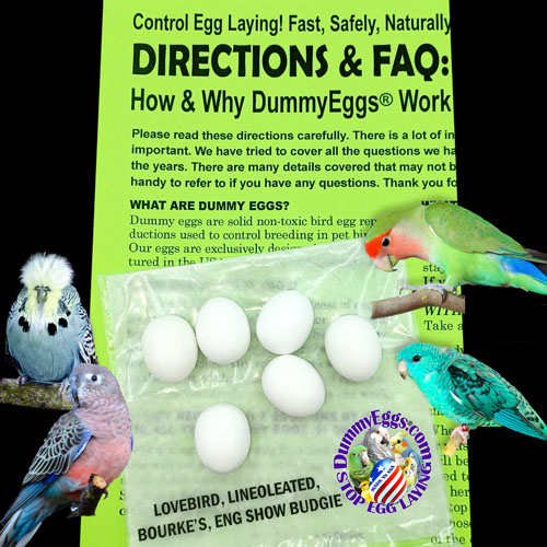 A promotional image for DummyEggs showcases six white eggs with a U.S. dime for scale, labeled as 7/8 x 3/4. Featured birds include a lovebird, Bourke&rsquo;s parakeet, lineolated parakeet, and an English show budgie. The DummyEggs logo and text are prominently displayed.